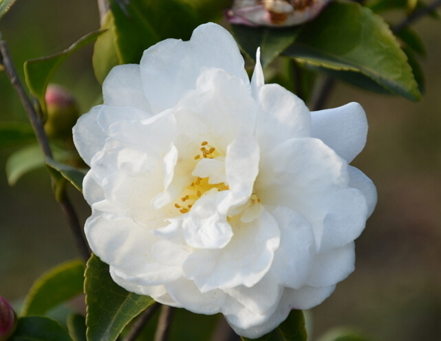 山茶花的特点 山茶花的作用