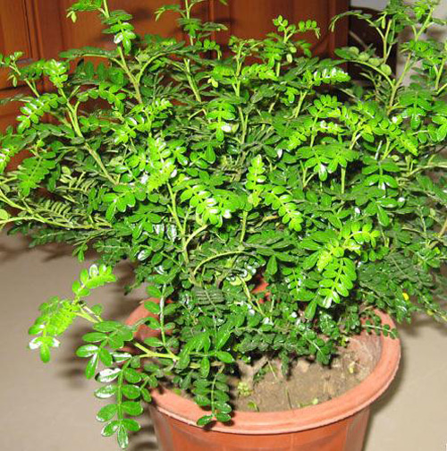 植物 清香木能散发出胡椒香味,枝叶青翠很适合作整形,庭植美化,绿篱或