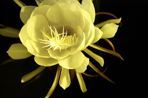 昙花什么时候开花 昙花扦插繁殖步骤